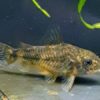 Marmorierter Panzerwels Corydoras paleatus