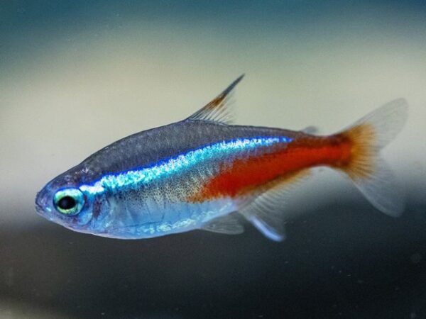 Neonsalmler Paracheirodon innesi Neonsalmler Paracheirodon innesi