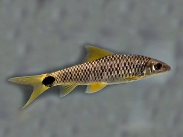 Netz-Pinselalgenfresser Crossocheilus reticulatus Netz-Pinselalgenfresser Crossocheilus reticulatus