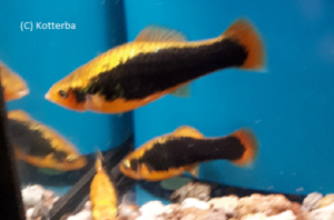 Papageienplaty Hawaii Xiphophorus variatus Papageienplaty Hawaii Xiphophorus variatus