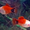 Platy-Mickeymouse Red-White