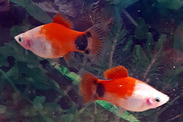 Platy-Mickeymouse Red-White