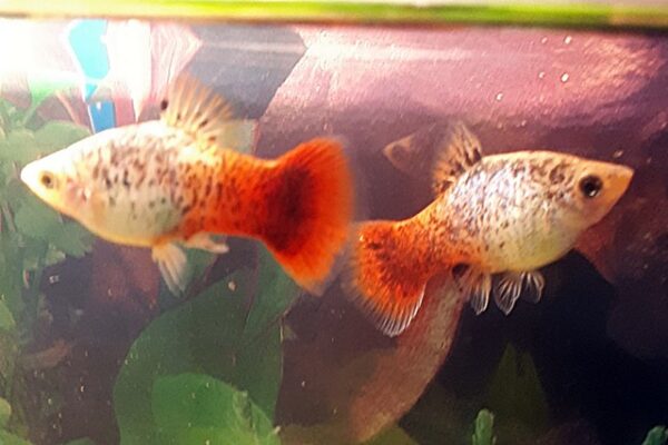 Platy Sunset Calico Platy Sunset Calico