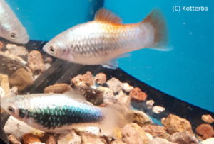 Platy blau tuxedo Xiphophorus maculatus Platy blau tuxedo Xiphophorus maculatus