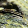 Zwergpanzerwels  Corydoras pygmeus