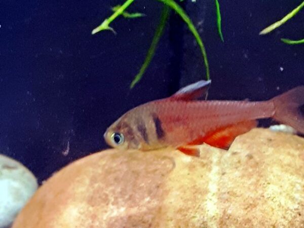 Roter von Rio Hyphessobrycon flammeus Roter von Rio Hyphessobrycon flammeus