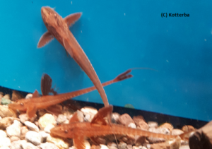Roter Hexenwels Rineloricaria spec. Rot Roter Hexenwels Rineloricaria spec. Rot