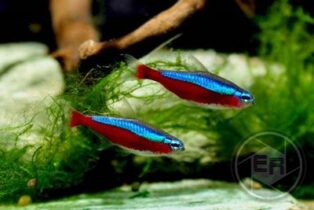 Zierfischzucht Kotterba Roter neon