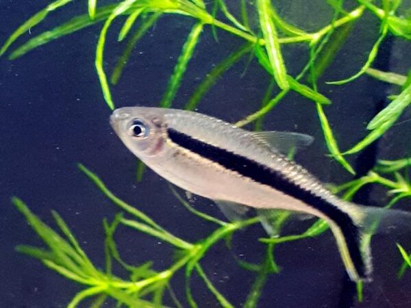 Schrägschwimmer Thayeria boehlkei