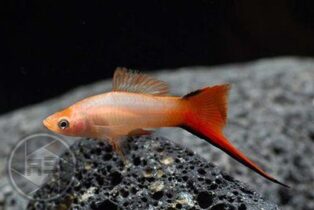 Zierfischzucht Kotterba Schwertträger