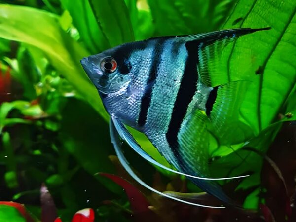 Skalar blau Pterophyllum scalare Skalar blau Pterophyllum scalare