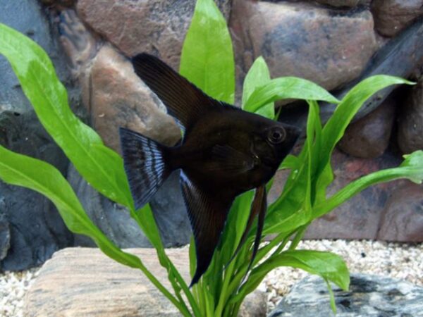 Skalar Schwarz Pterophyllum scalare Skalar Schwarz Pterophyllum scalare
