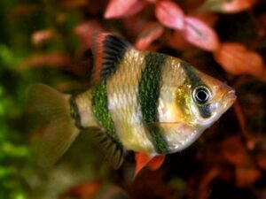 Sumatrabarbe Barbus tetrazona