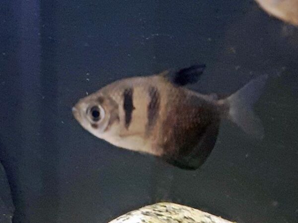 Trauermantelsalmler Gymnocorymbus ternetzi